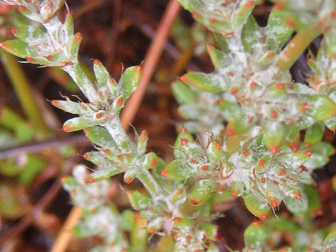 Polycarpaea aristata