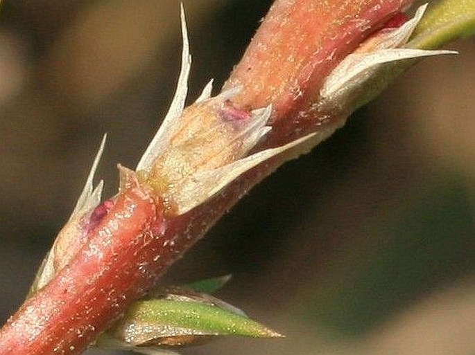 Polycnemum majus