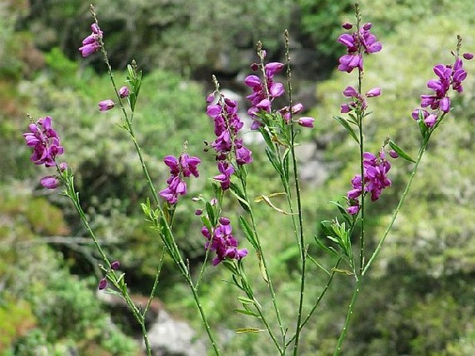 Polygala virgata