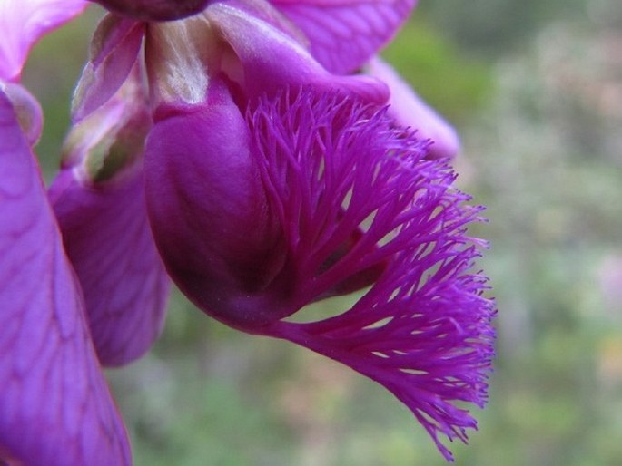 Polygala virgata