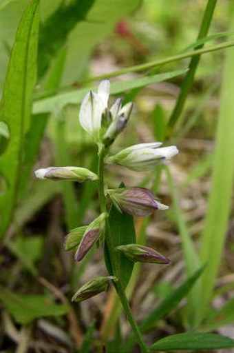 Polygala multicaulis