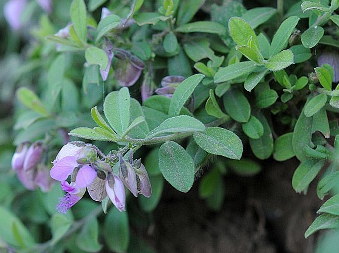 Polygala tinctoria