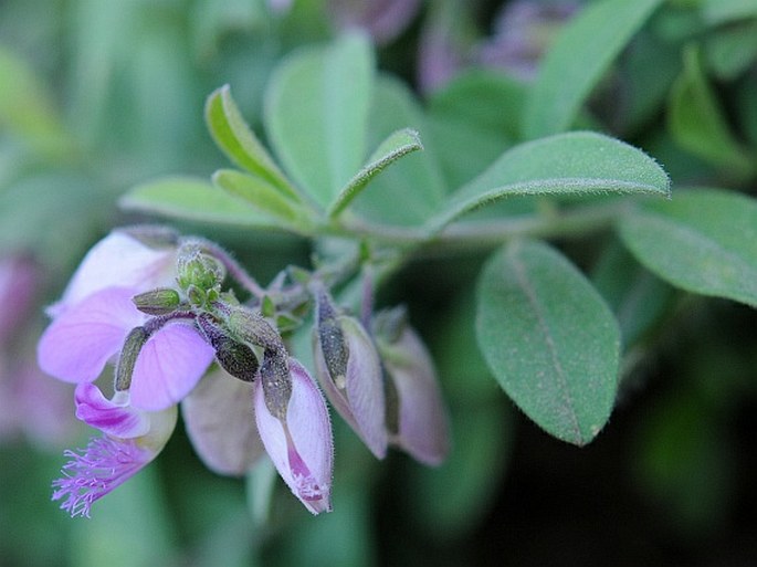 Polygala tinctoria