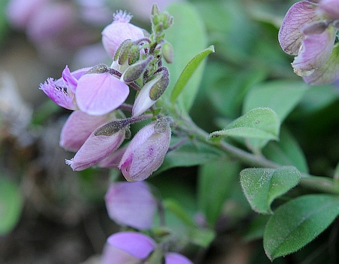 Polygala tinctoria