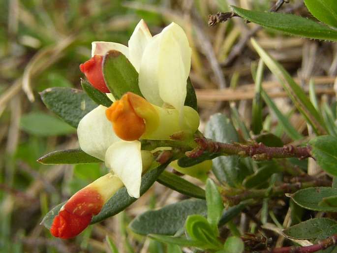 Polygala chamaebuxus