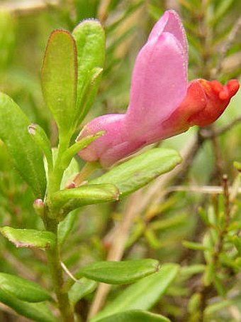 Polygala chamaebuxus