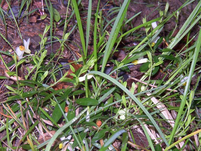 Polygala chamaebuxus