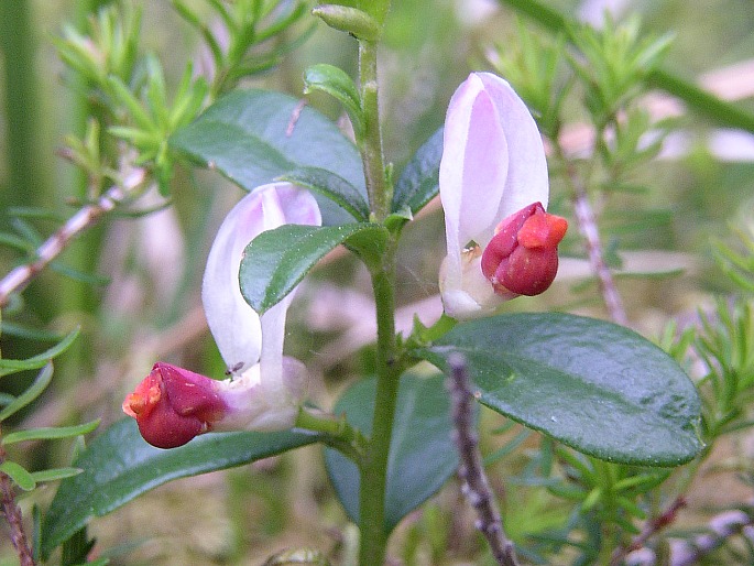 Polygala chamaebuxus