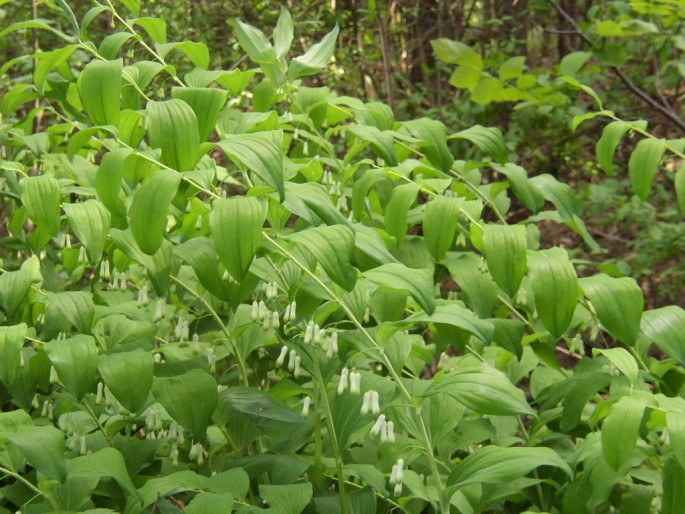 POLYGONATUM MULTIFLORUM (L.) All. – kokořík mnohokvětý / kokorík mnohokvetý