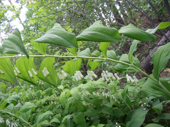 Polygonatum multiflorum