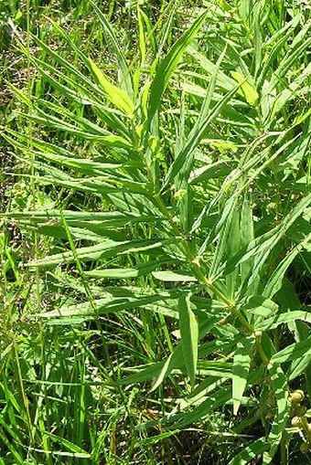 Polygonatum verticillatum