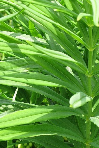 Polygonatum verticillatum