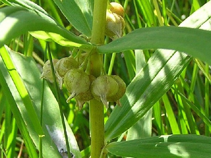 Polygonatum verticillatum