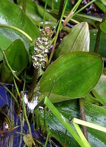 Potamogeton polygonifolius