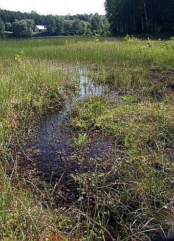 Potamogeton polygonifolius