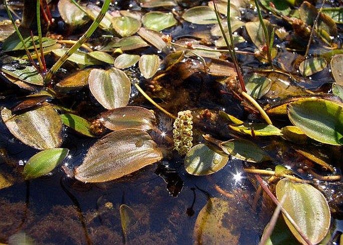 POTAMOGETON POLYGONIFOLIUS Pourr. - rdest rdesnolistý / červenavec stavikrvolistý