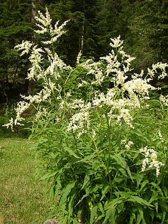 Aconogonon alpinum