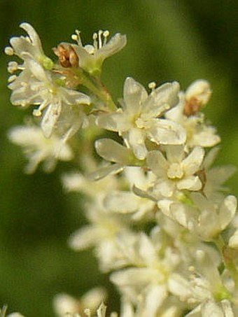 Aconogonon alpinum