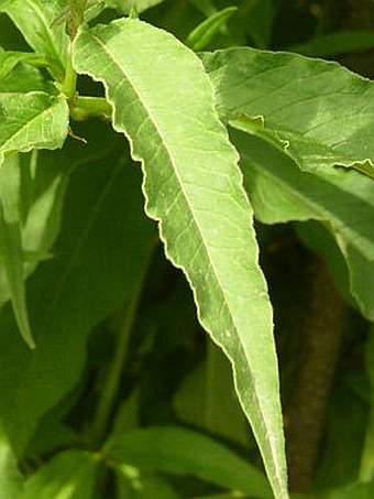 Aconogonon alpinum