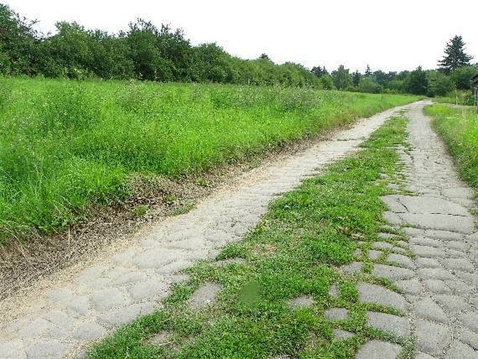 Polygonum arenastrum