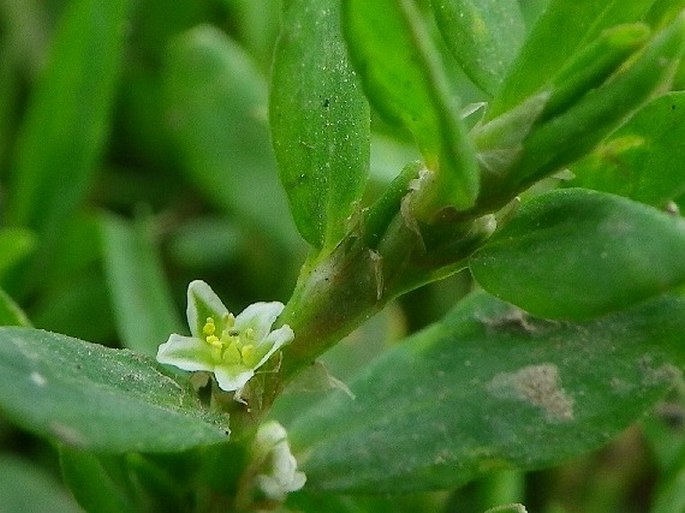 Polygonum arenastrum