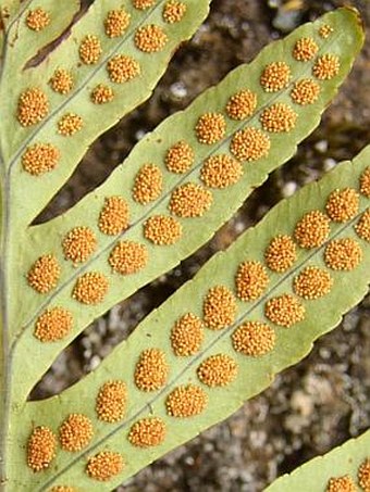 Polypodium macaronesicum