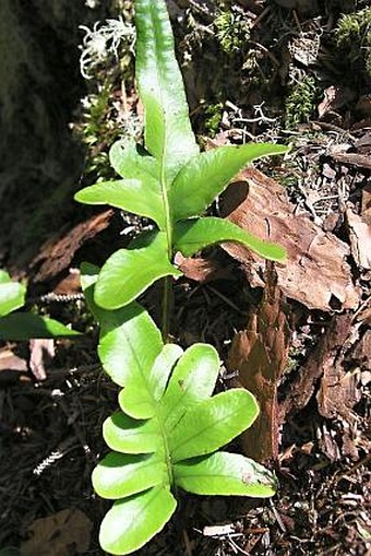 Polypodium scouleri