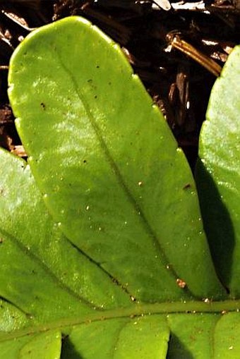 Polypodium scouleri