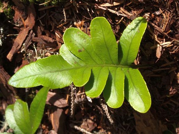 Polypodium scouleri