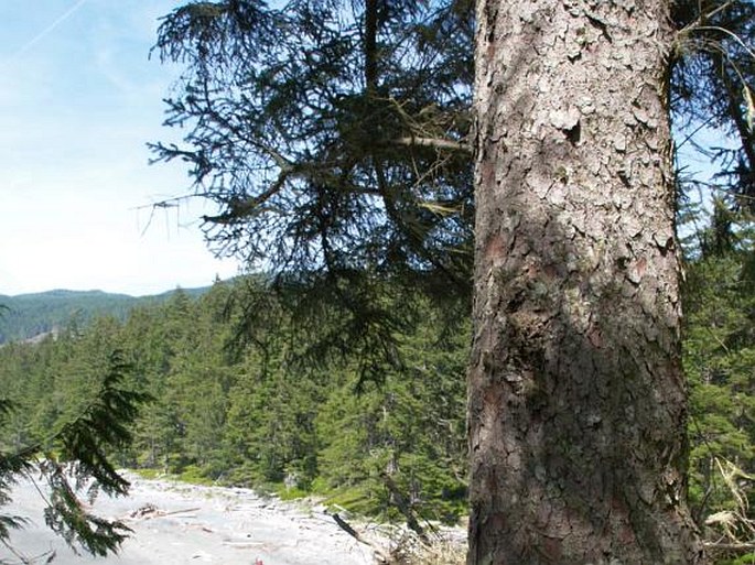 Polypodium scouleri