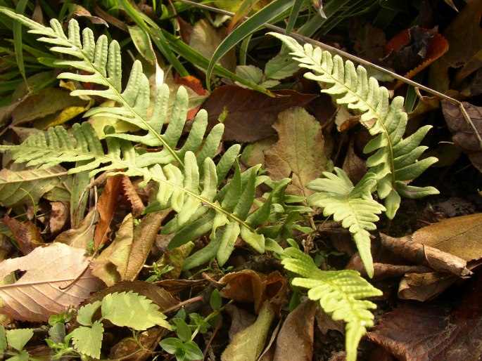 POLYPODIUM VULGARE L. - osladič obecný / sladič obyčajný