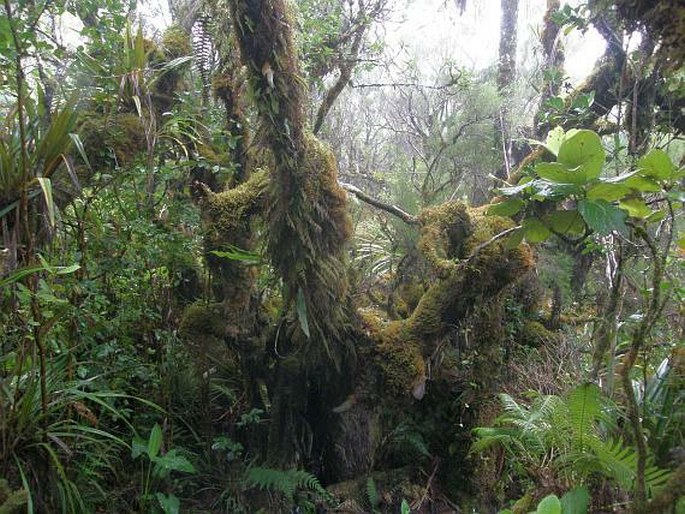 Polyscias bernieri