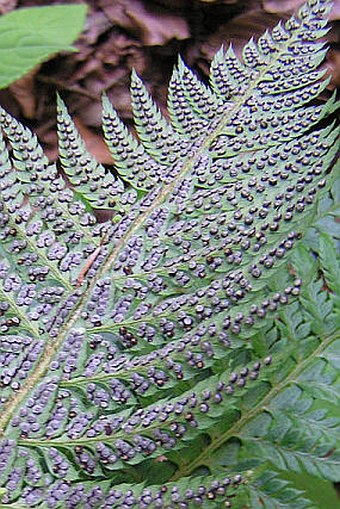 Polystichum aculeatum