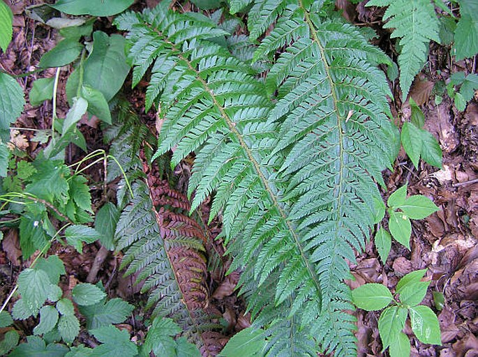 Polystichum aculeatum