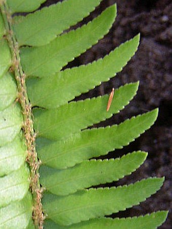 Polystichum falcinellum