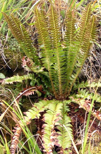 Polystichum lonchitis