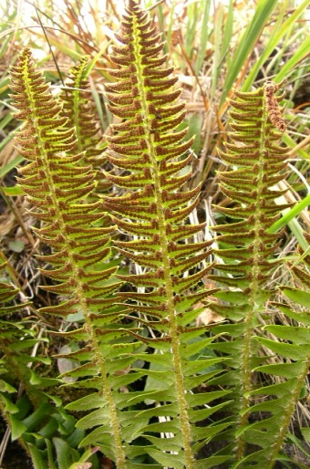 Polystichum lonchitis