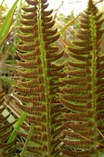 Polystichum lonchitis