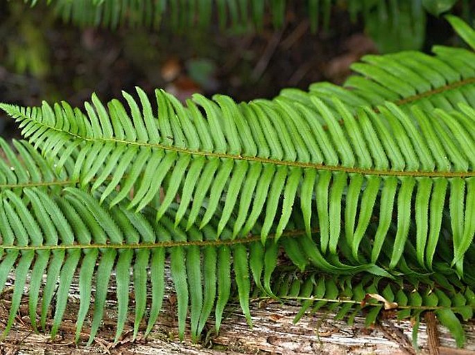 Polystichum munitum