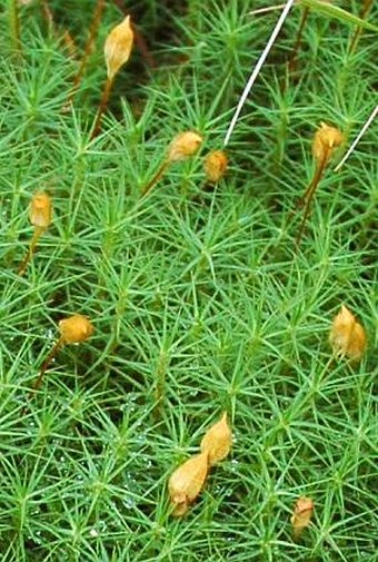 Polytrichum commune