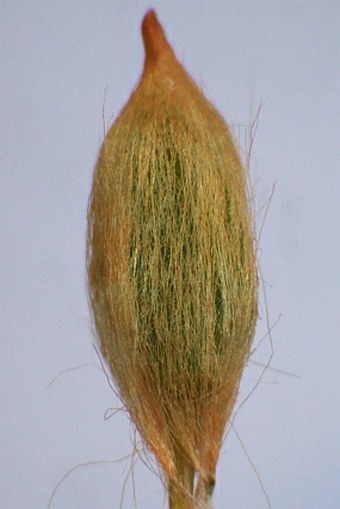 Polytrichastrum formosum