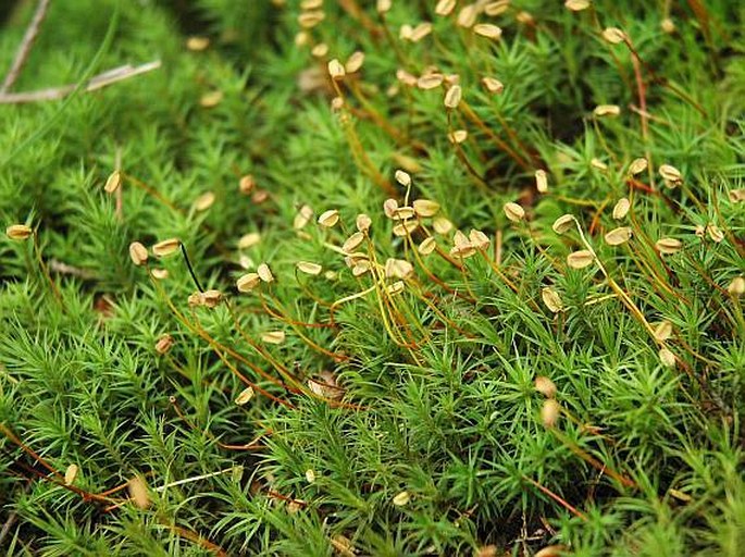 POLYTRICHASTRUM FORMOSUM (Hedw.) G. L. Sm. - ploník ztenčený / ploník stenčený