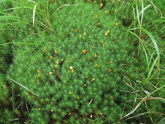 POLYTRICHUM COMMUNE Hedw. - ploník obecný / ploník obyčajný