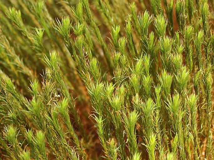 Polytrichum commune