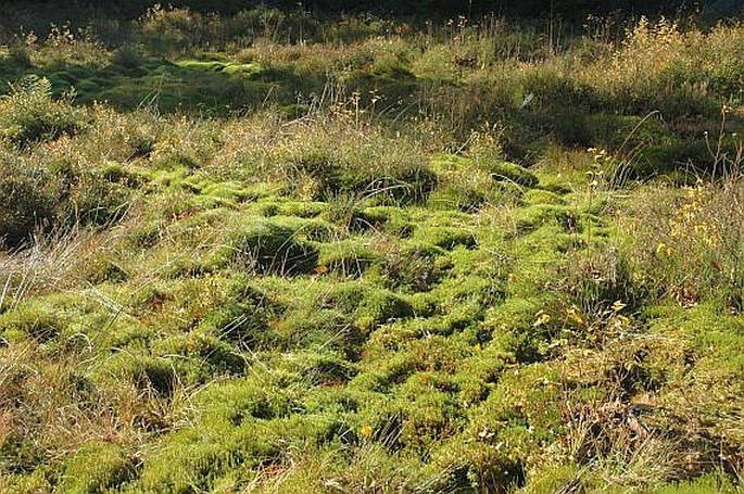 Polytrichum commune