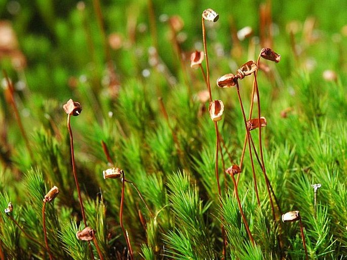 Polytrichum commune