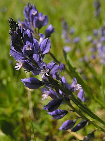 Polygala vulgaris