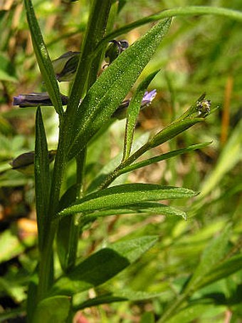 Polygala vulgaris