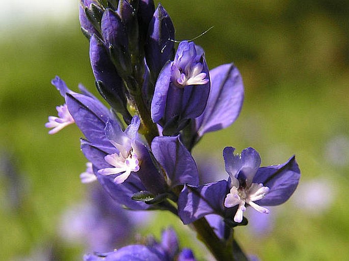 POLYGALA VULGARIS L. – vítod obecný / horčinka obyčajná