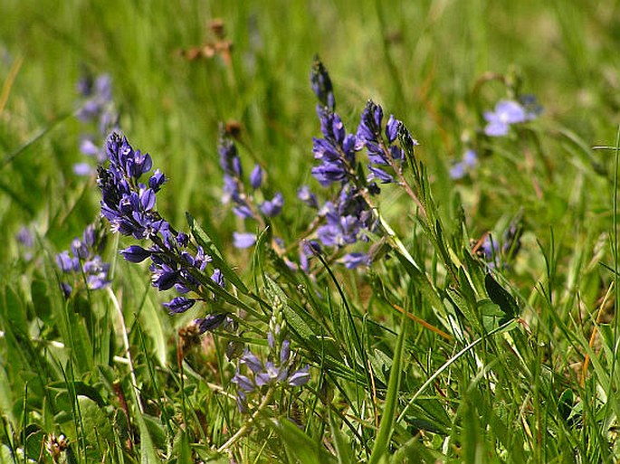 Polygala vulgaris